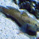 Image of Giant goby