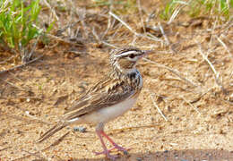 Image of Sabota Lark