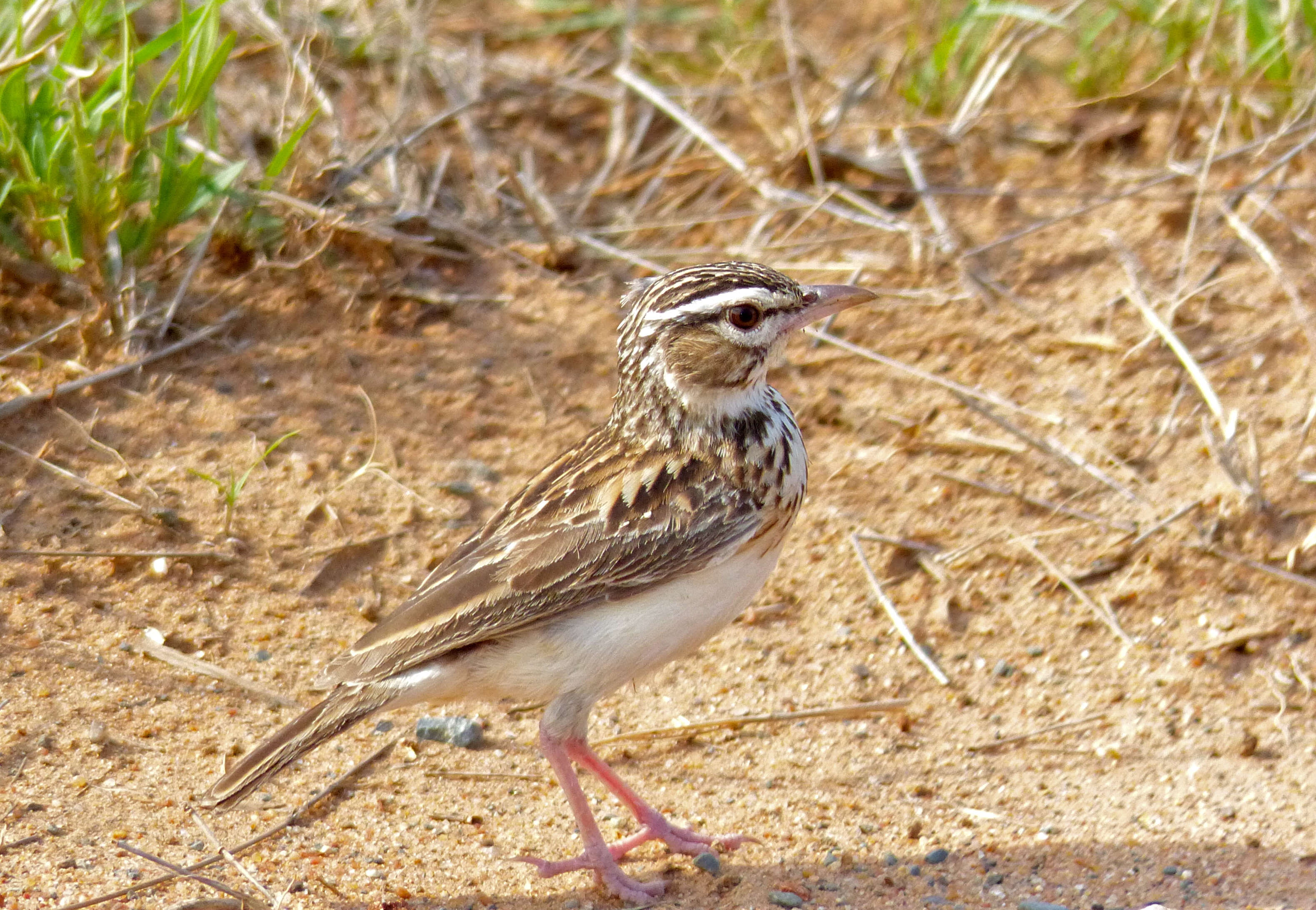 Image of Sabota Lark