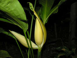 Image of Cyclanthus