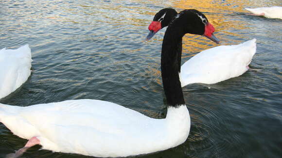 Image of Black-necked Swan