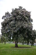 Image of cow itch tree