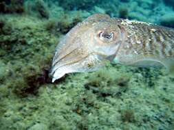 Image of cuttlefish