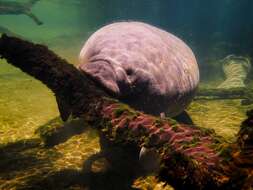 Image of manatees