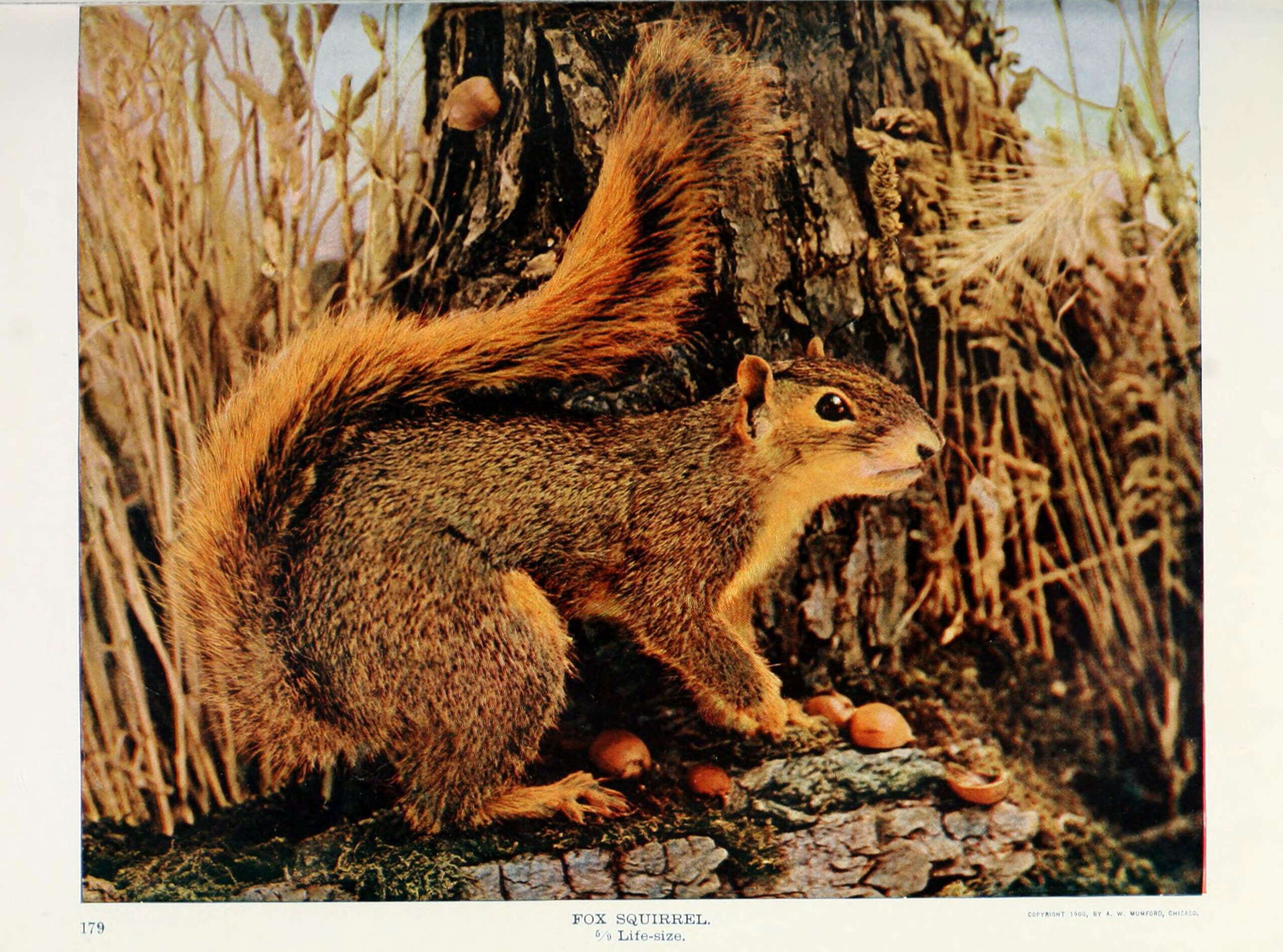 Image of Sciurus subgen. Sciurus Linnaeus 1758