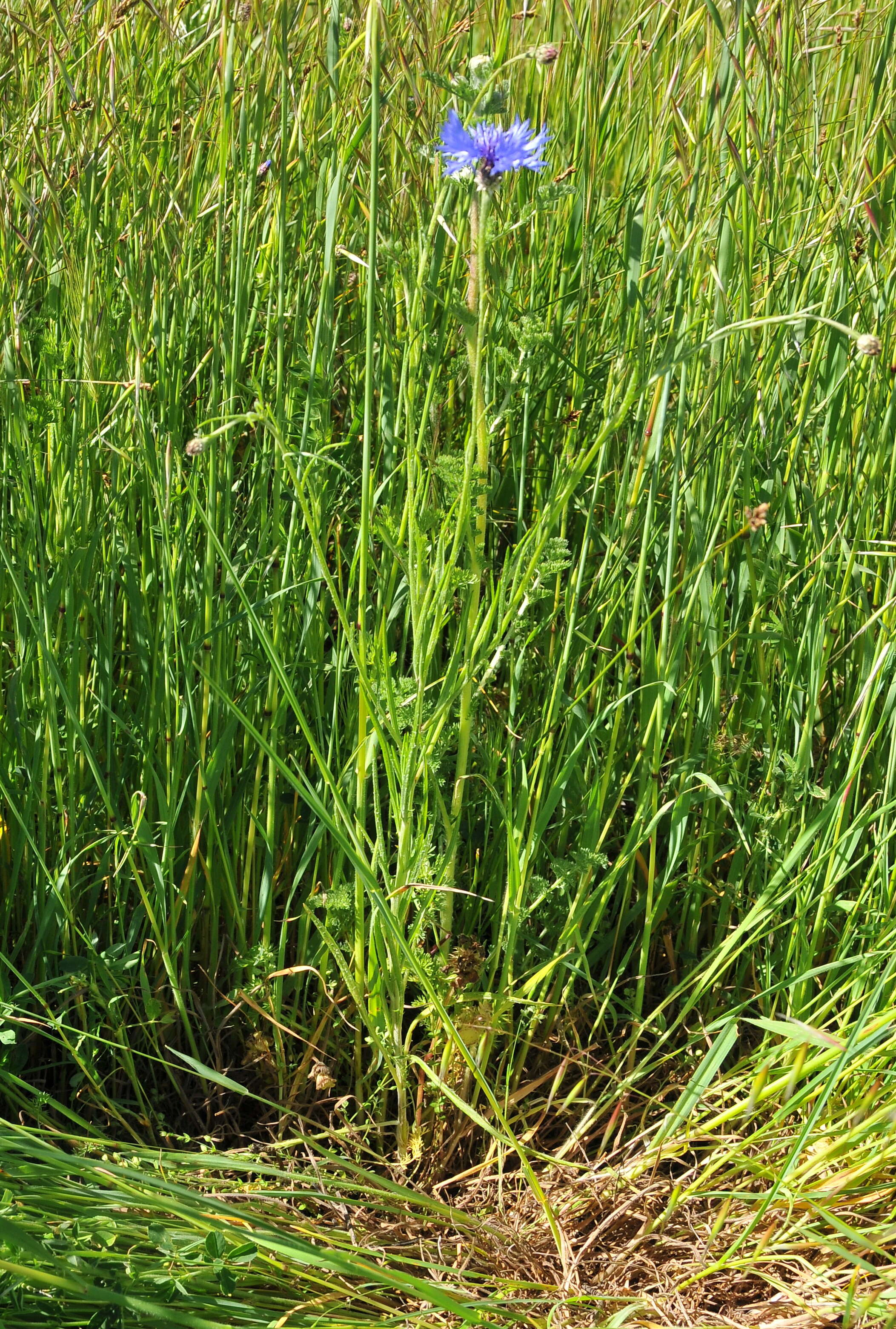 Image of knapweed