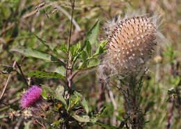 صورة Cirsium horridulum Michx.