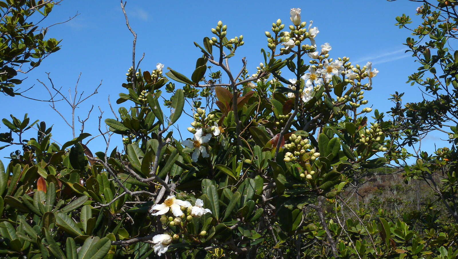 Imagem de Kielmeyera reticulata N. Saddi