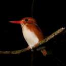 Image of Madagascan Pygmy Kingfisher