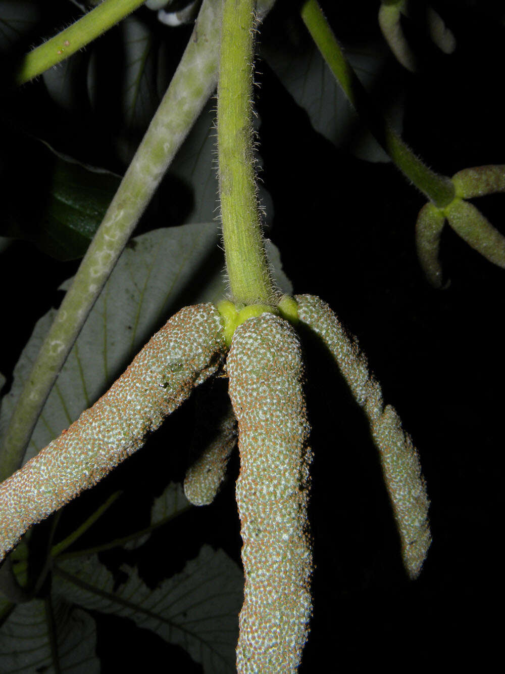 Image of Yagrumo Hembra, Trumpet-Tree