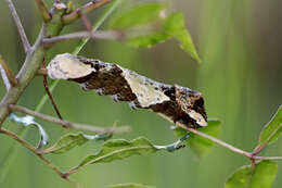 Image of Eastern Giant Swallowtail