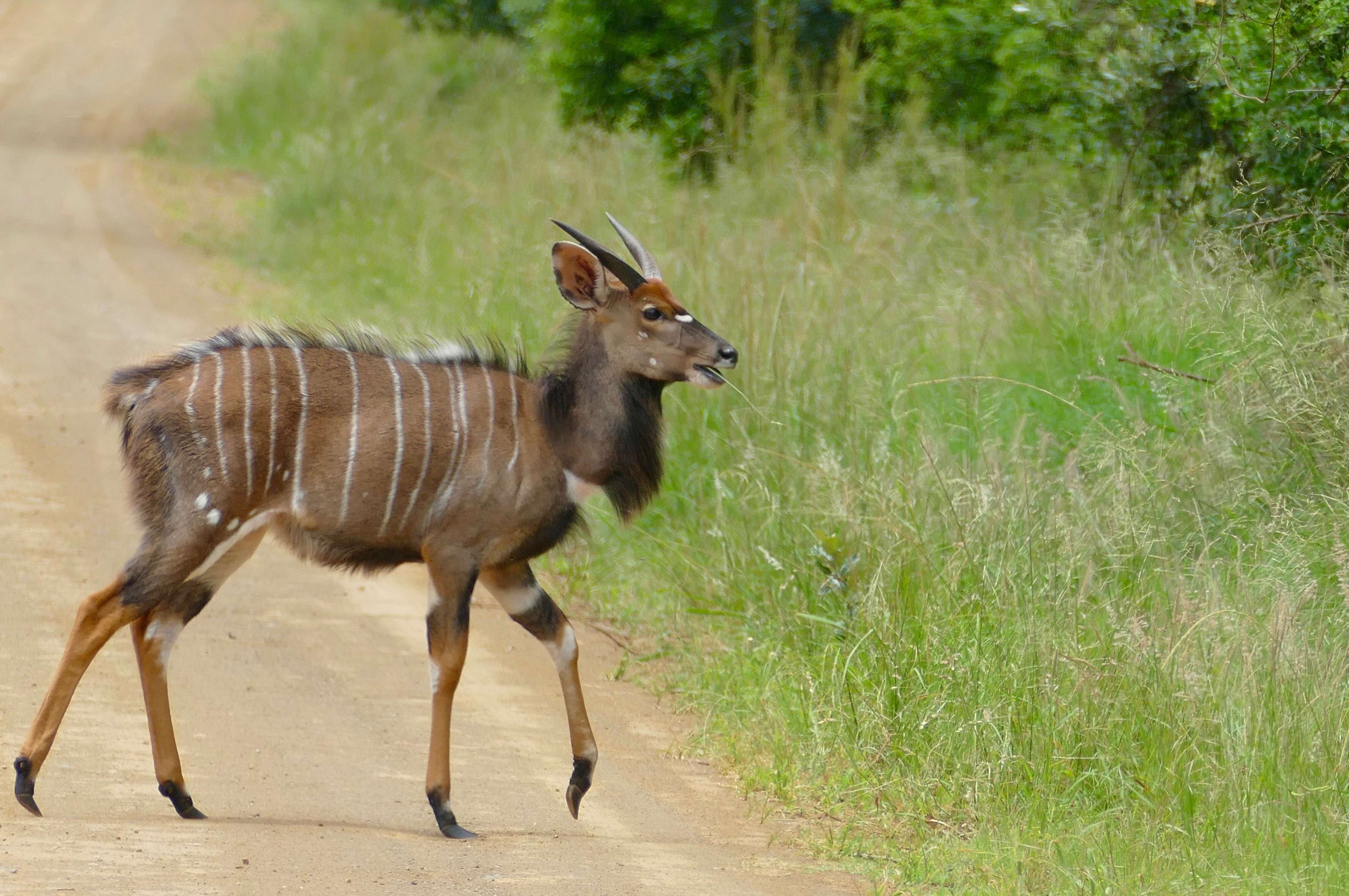 Image of Nyala