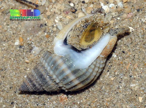 Sivun Nassarius livescens (Philippi 1849) kuva