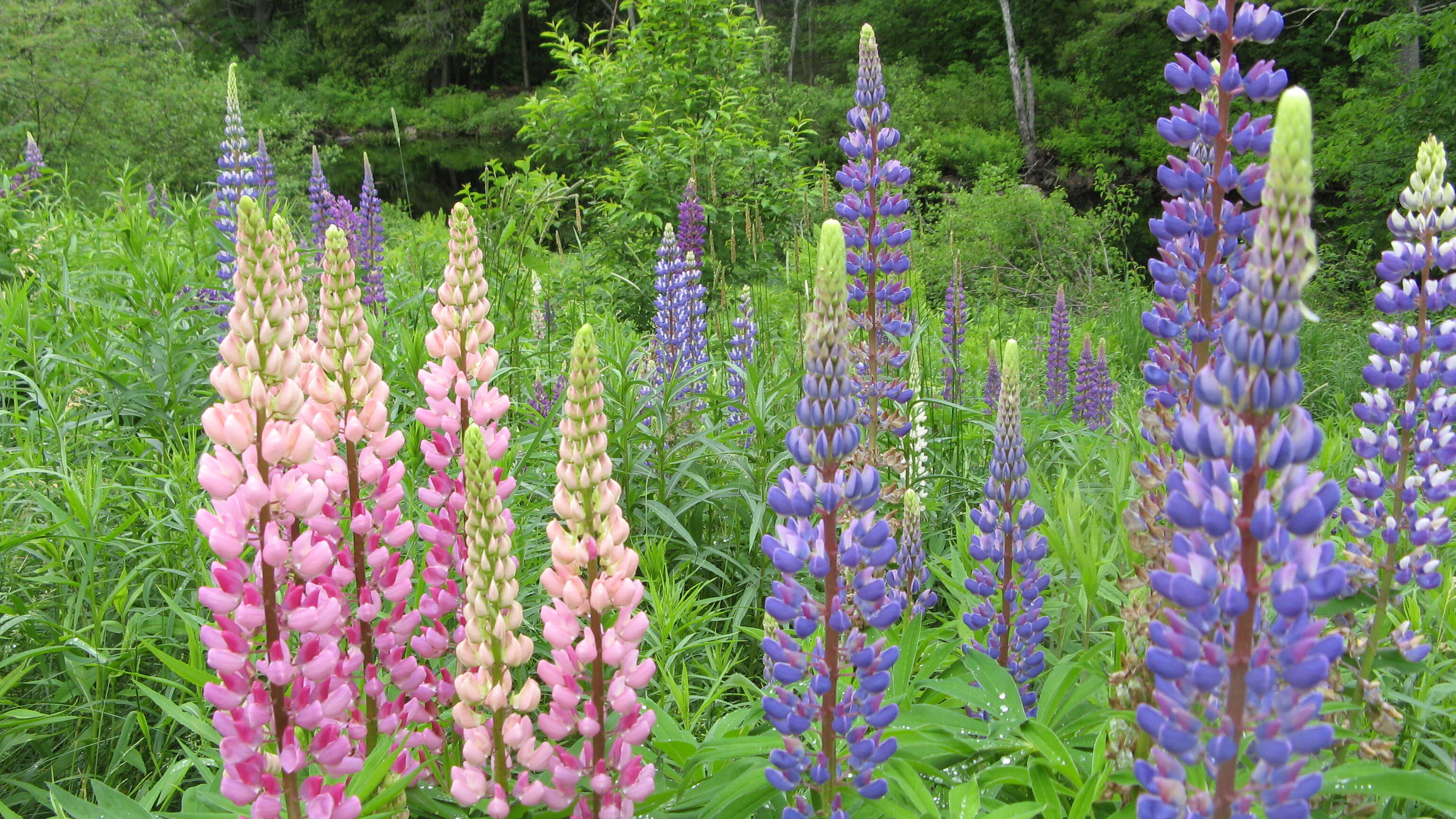 Image of big-leaved lupine