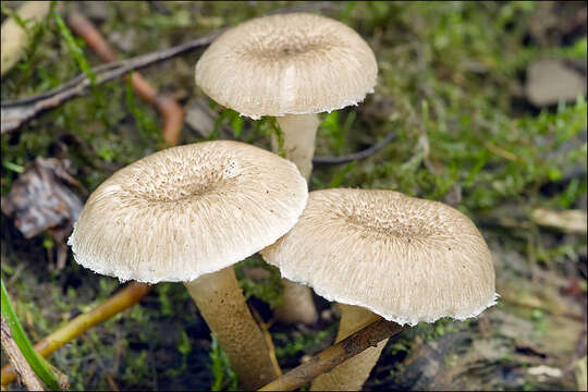 Image de Lentinus