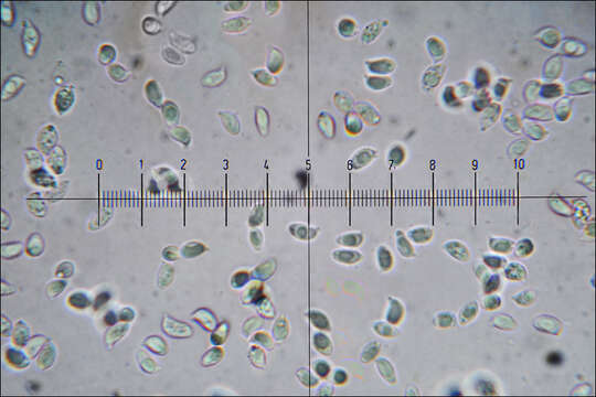 Image of Tricholoma lascivum (Fr.) Gillet 1874