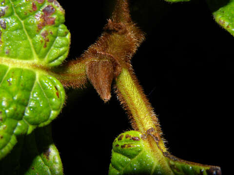 Ficus matiziana Dugand的圖片