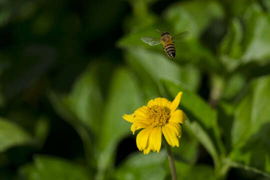 Image de Abeille asiatique