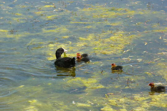 Image of Common Coot