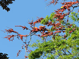 Image of Scarlet Macaw