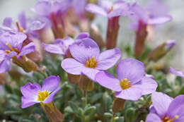 Imagem de Aubrieta columnae Guss.