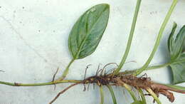 Image of shortstem philodendron