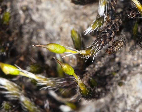 Image of grimmia dry rock moss