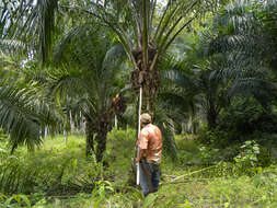 Image of oil palm