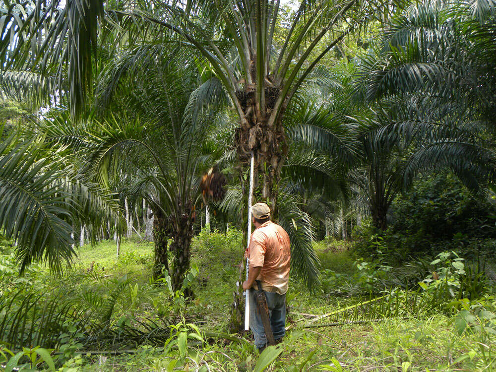 Image of oil palm