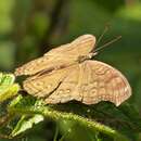 Junonia hedonia zelima Fabricius 1775 resmi