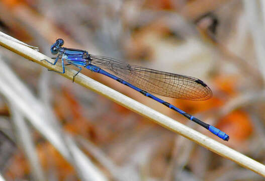 Image of Springwater Dancer