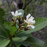 Himatanthus bracteatus (A. DC.) R. E. Woodson的圖片