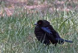 Image of Cowbird