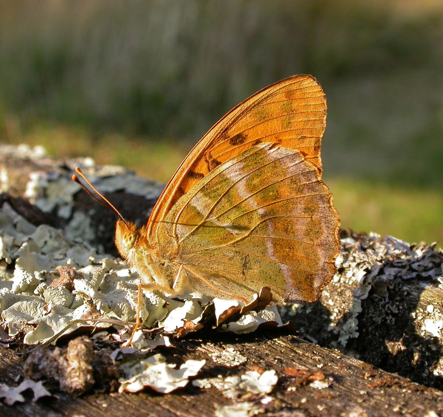 Image of Argynnis