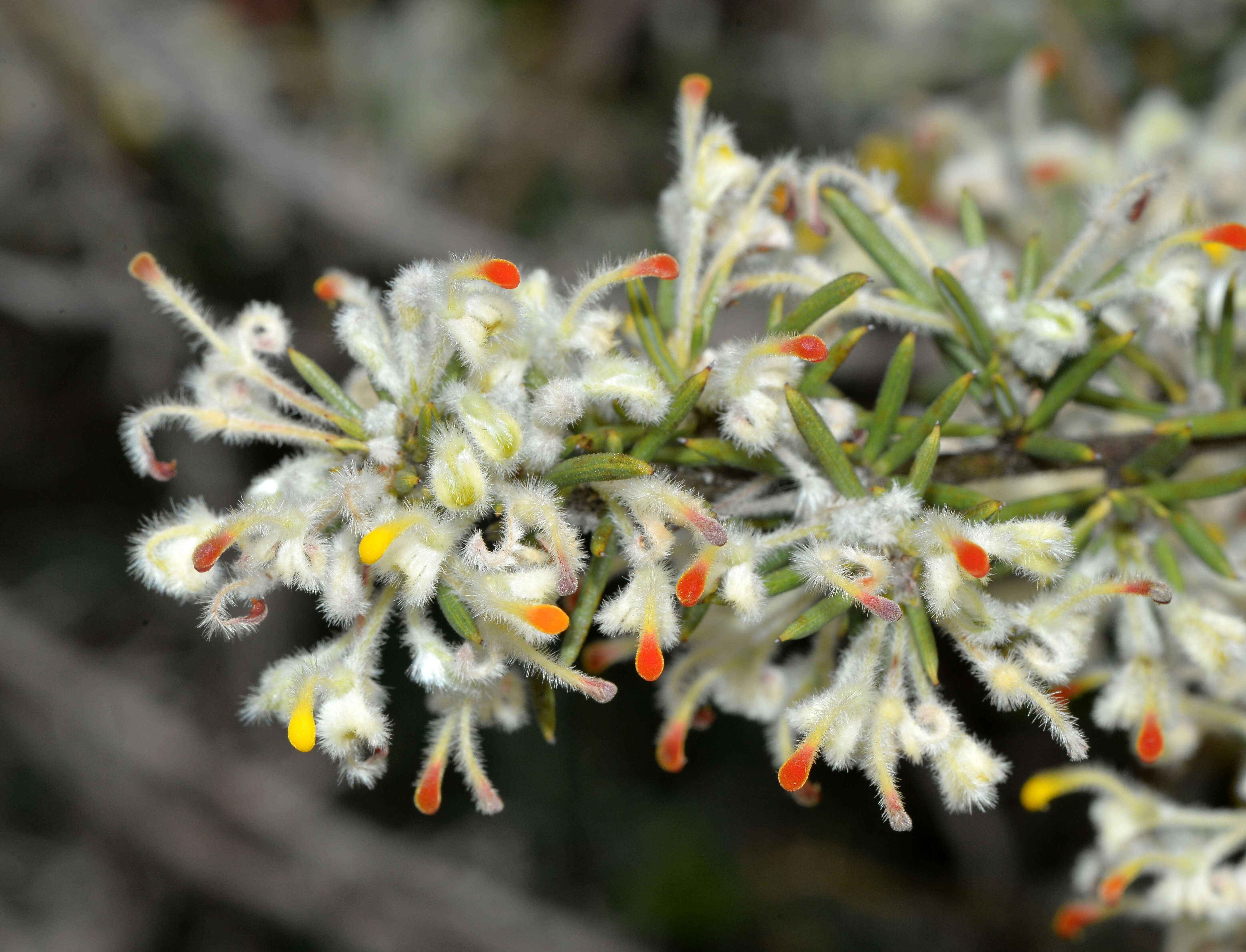 Image of Grevillea uncinulata Diels ex Diels & Pritz.