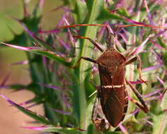 Image of Leptoglossus