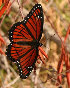 Imagem de Limenitis archippus floridensis Strecker 1878