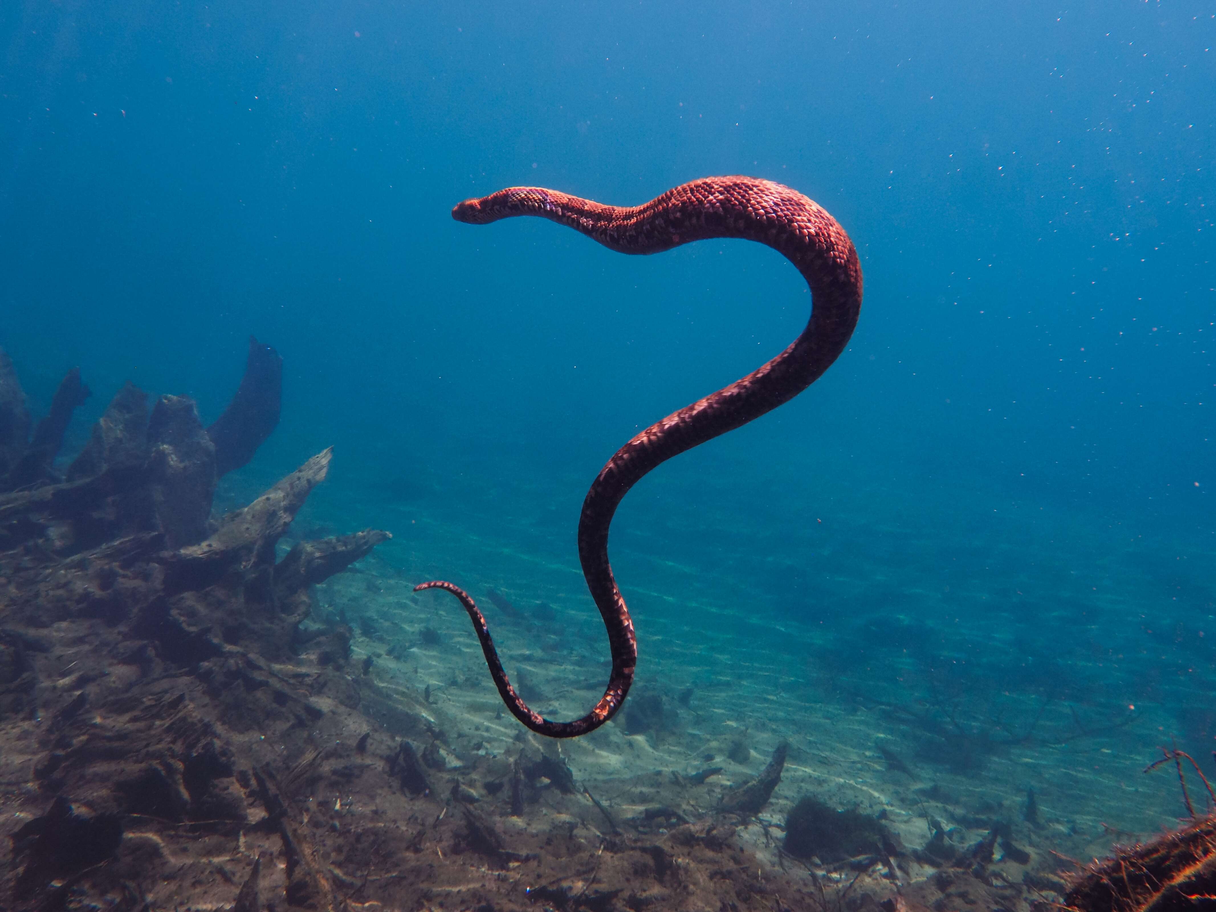 Image of Brown Water Snake