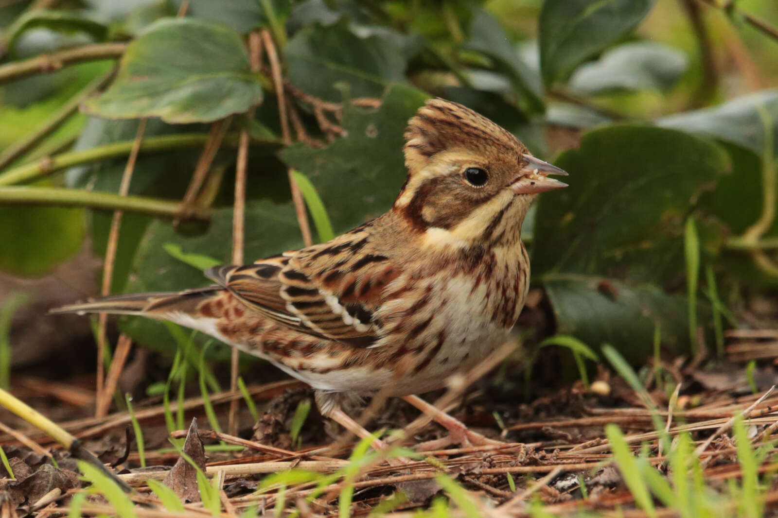 Image of Emberiza Linnaeus 1758