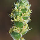 Image of Pimelea argentea R. Br.