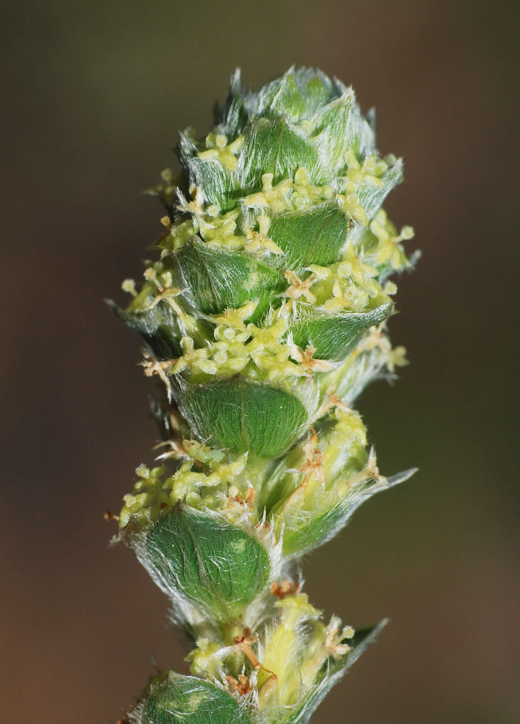 Image of Pimelea argentea R. Br.