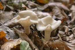 Image of Clitocybe