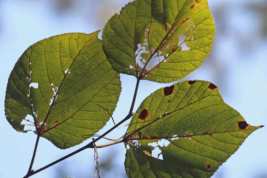 Image of Basswood