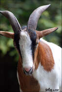 Image of domestic goat