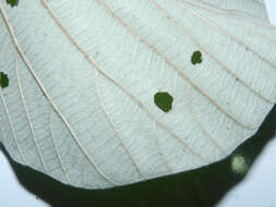 Image of Yagrumo Hembra, Trumpet-Tree