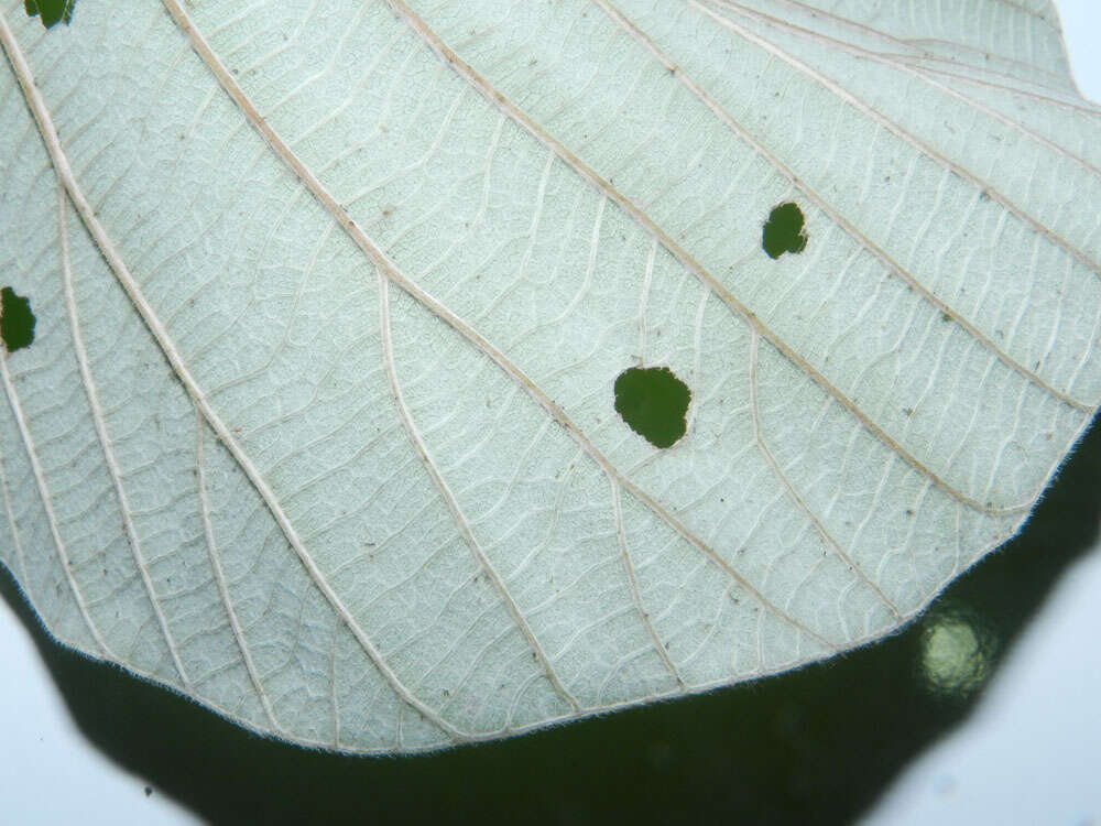 Image of Yagrumo Hembra, Trumpet-Tree