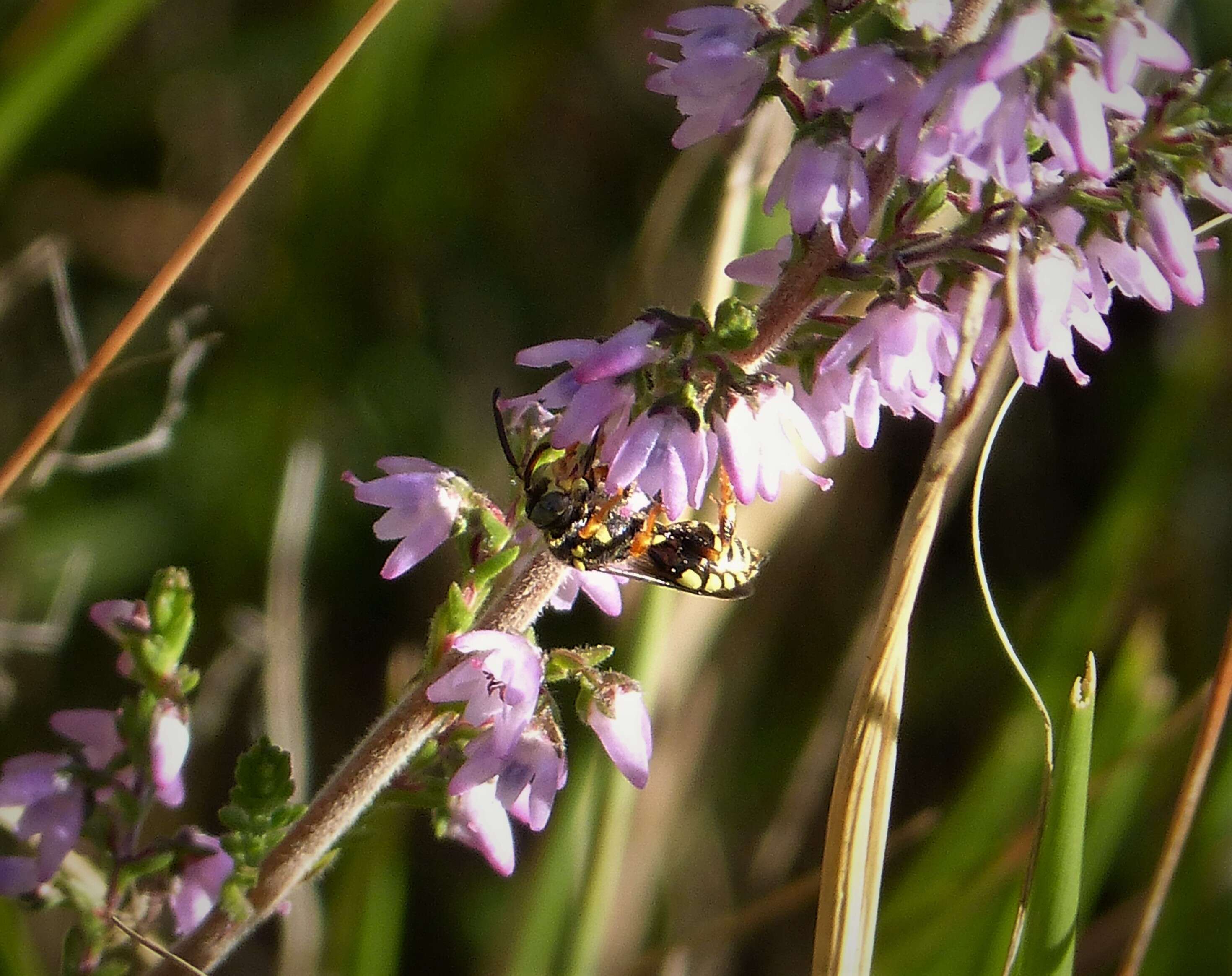 Sivun kanervakiertomehiläinen kuva