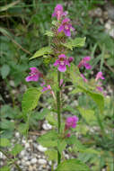 Image of hempnettle