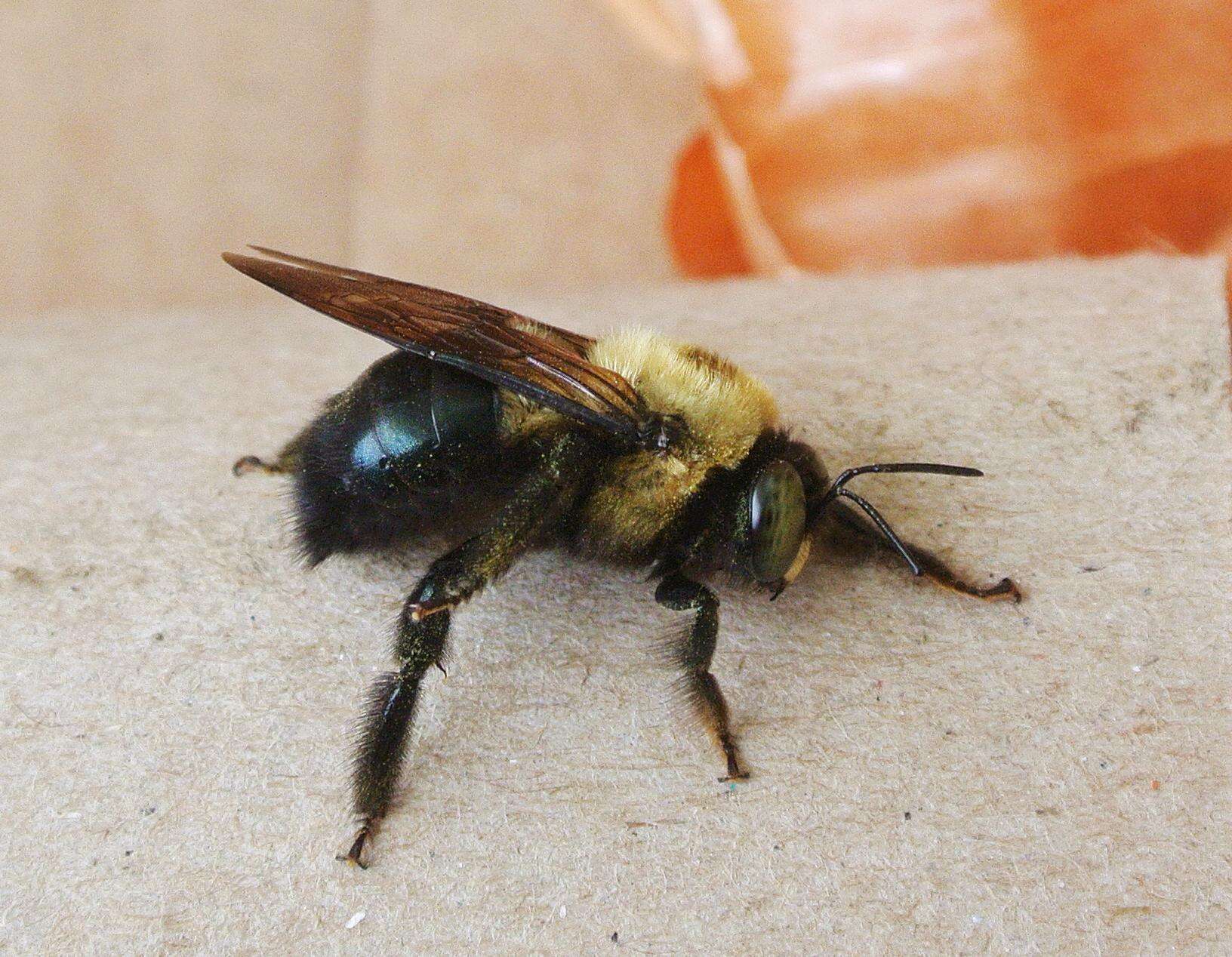 Image of carpenter bee