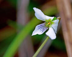 Image of bog white violet